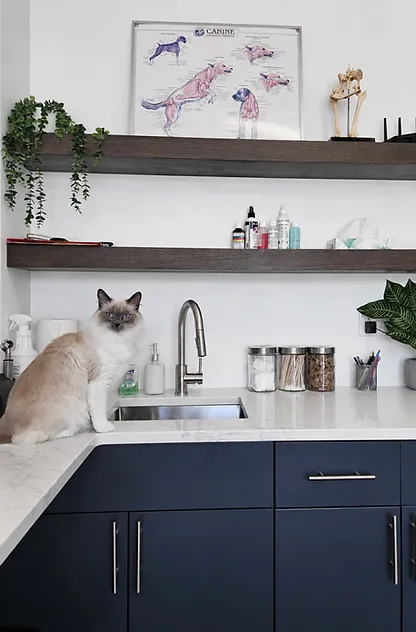 Clinical examination space at Blue Cross Animal Hospital