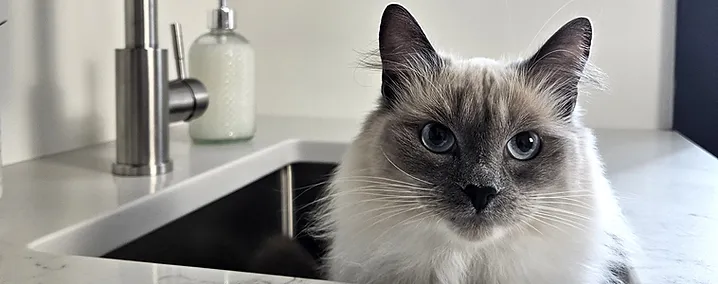 Cat in a Blue Cross Animal Hospital examination room