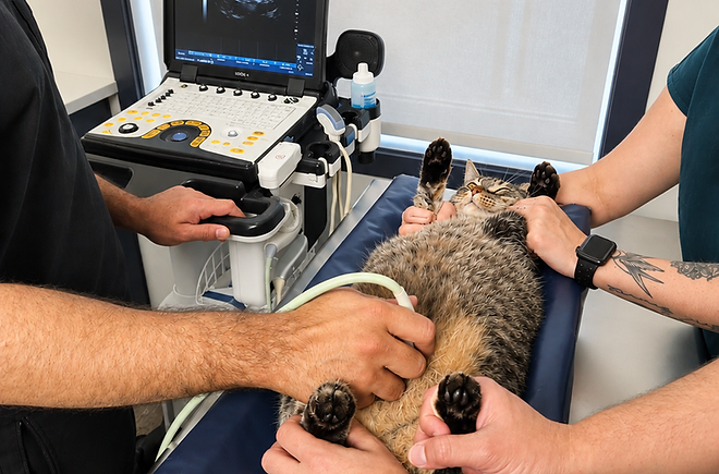 Urgent care at Blue Cross Animal Hospital