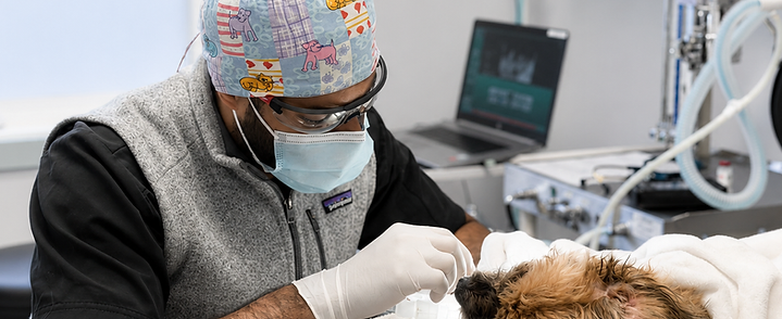 Dental care at Blue Cross Animal Hospital