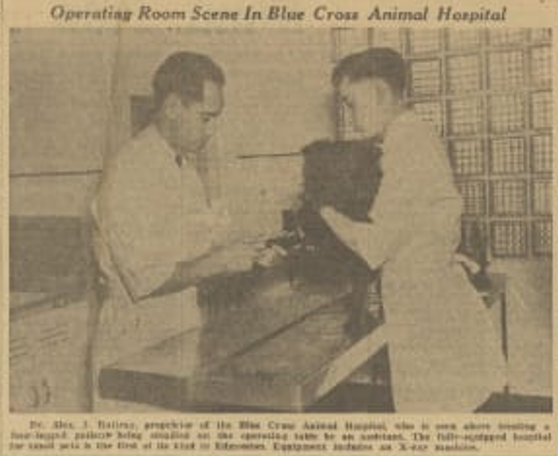 Historic newspaper photograph of veterinary staff caring for an animal